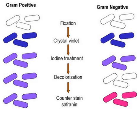 What is a Mordant ? Definition