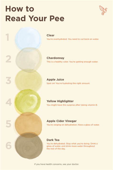 This Urine Color Chart Explains How to Read Your Pee | Bulletproof