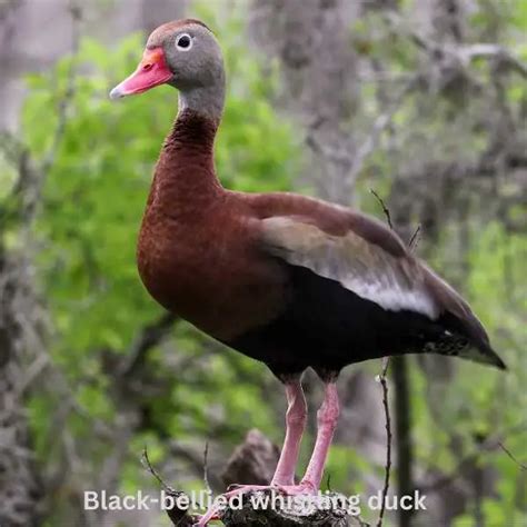 23 Stunning Water Birds in Arizona (+ Photo Guide) - Birds & Wetlands