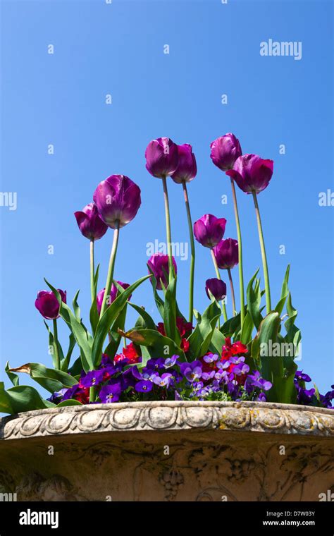 Potted tulips hi-res stock photography and images - Alamy