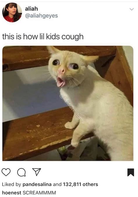 Coughing Cat Memes