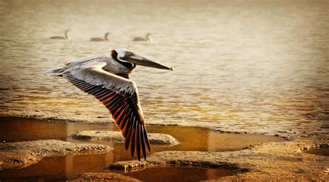 Ray Bilcliff - Some Everglades Birds