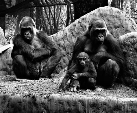 The Gorilla's Family Portrait by roamingtigress on DeviantArt