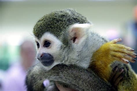 Do Squirrel Monkeys Make Good Pets? Legality & Facts | Pet Keen