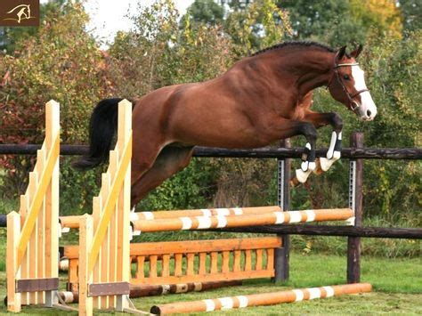 140 Horses Free jumping ideas | horses, horse jumping, equines