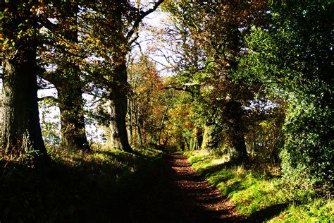 Forest Road In Autumn Free Stock Photo - Public Domain Pictures