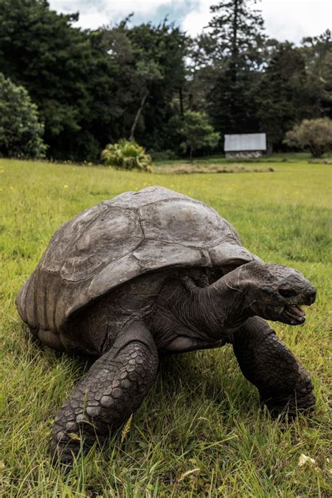 187-Year-Old Jonathan the Tortoise of St. Helena Is the World’s Oldest Land Animal