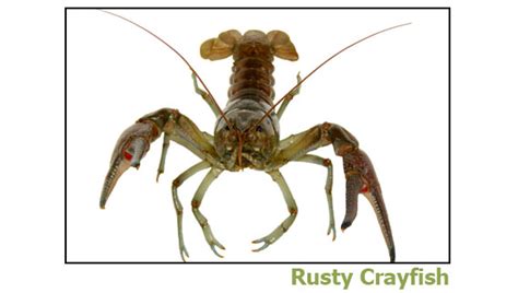 Rusty Crayfish