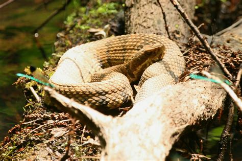 The Good, the Bad, & the Outdoors: A Weekend Away: Hiking the Croatan National Forest in NC