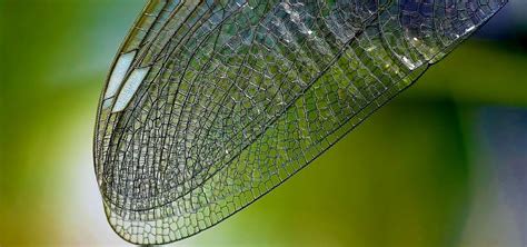 Scientists Are Using the Special Physics of Dragonfly Wings to Create ...