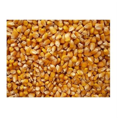 Amazon.com: Bulk Grains 100% Organic Yellow Popcorn Bulk 5 Lbs