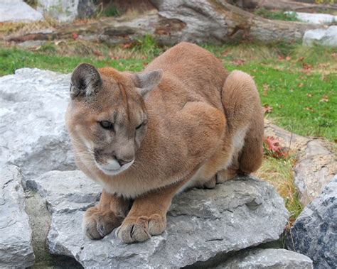 Cougar | All Species Wiki | Fandom