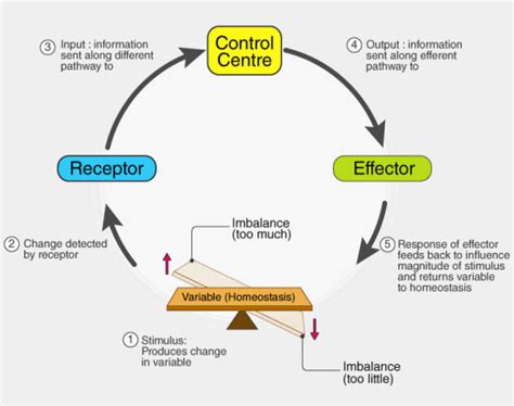 Introduction, Definitions, Homeostasis, Components and Types of Feedback systems : Pharmaguideline