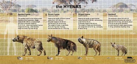 The hyenas size (fancat) by bigfancat on DeviantArt | Hyena, Brown ...