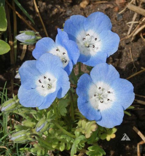 Baby Blue Eyes (Nemophila menziesii) | Applewood Seed Company