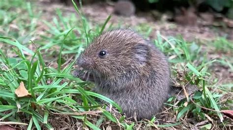 "Field Vole" Images – Browse 187 Stock Photos, Vectors, and Video ...