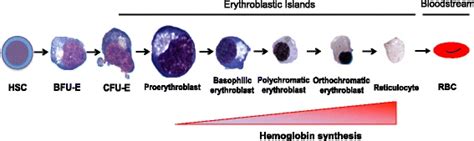 Erythropoiesis: Definition, Stages, Regulation and Disorders