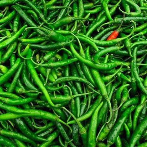 Fresh Green Chilli, 15 Kg And 40 Kg at Rs 30/kilogram in Deesa | ID: 19669410297