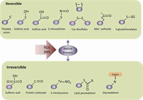 Oxidation of sulfur containing amino acids. A, Reversible modifications ...