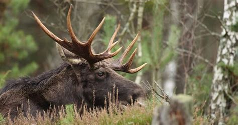 Moose Antlers Images – Browse 47,916 Stock Photos, Vectors, and Video | Adobe Stock