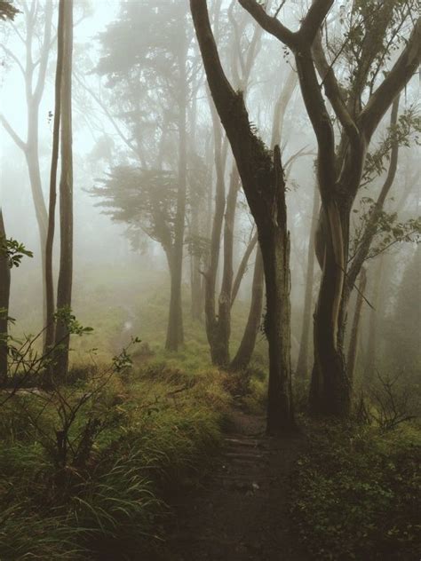 foggy forest path | Foggy forest, Landscape, Forest path