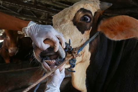 Australia on High Alert for Foot-and-Mouth Disease in Its Cattle Herds