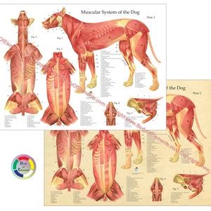 Dog Canine Muscle Muscular Anatomy Poster 18 X 24 Veterinary Anatomical ...