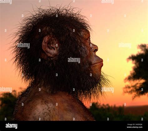 Illustration of a male Homo naledi hominid. H. naledi fossils were ...