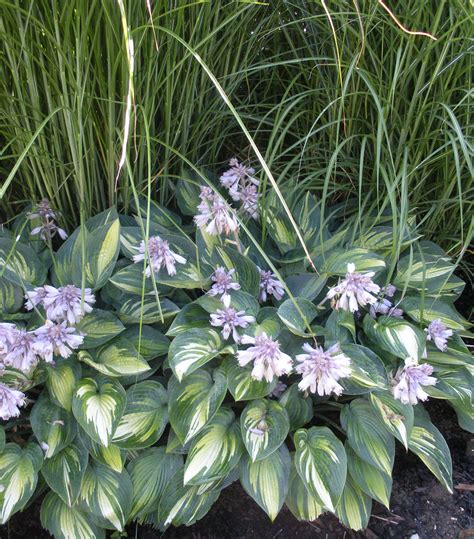 Hosta 'June' - Blue Sky Nursery