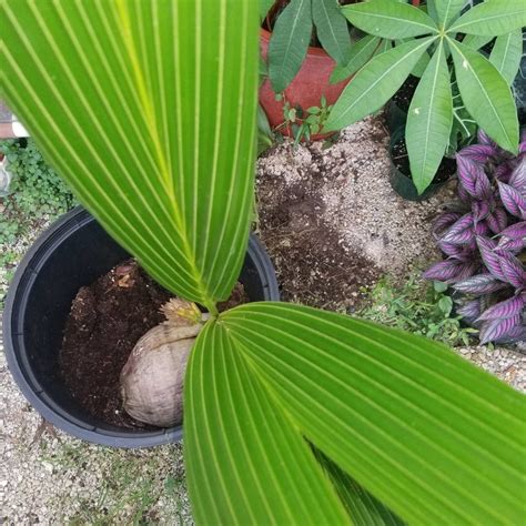 Baby Coconut Tree Yellow Sprouted Seedling Excludes CA | Etsy