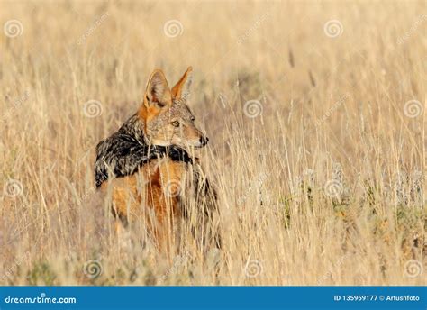 Black-backed Jackal Namibia, Africa Safari Wildlife Stock Image - Image ...