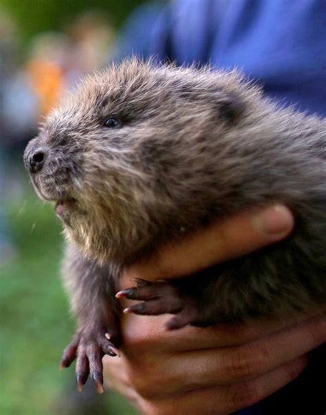 Baby Beaver Spotted in London for First Time in Possibly 400 Years