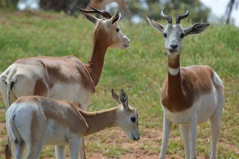 Dama Gazelle Morocco - Free photo on Pixabay