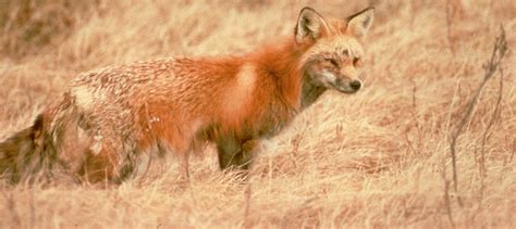 Sierra Nevada red fox population proposed as endangered - The Wildlife ...