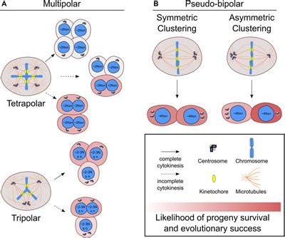 Frontiers | The fate of extra centrosomes in newly formed tetraploid cells: should I stay, or ...