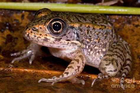 Gopher Frog Photograph by Danté Fenolio - Fine Art America