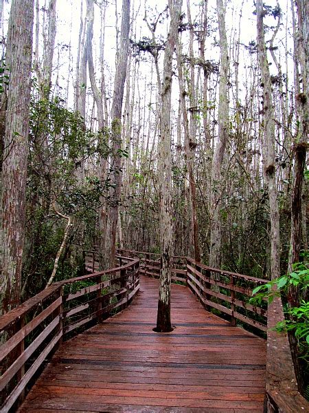 Corkscrew Swamp Sanctuary boardwalk empire