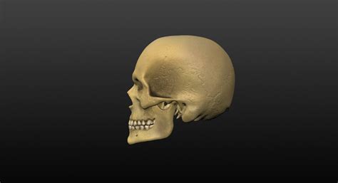 3d_skull.side.view_coloured_and_textured | 3d human skull bo… | Flickr