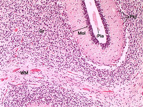 Cerebellum- Human fetus 10x | Histology