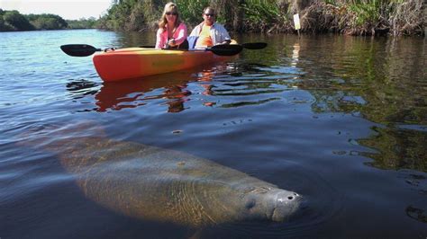 Manatee Park, Ft. Meyers | See Manatees, Kayaking, Fishing