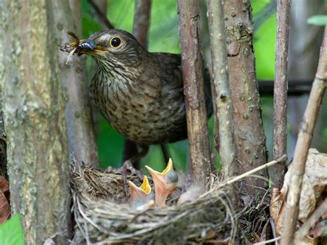 Blackbird Nesting: A Complete Guide | Birdfact