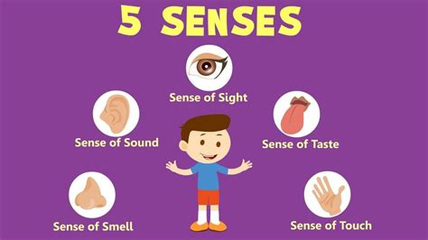 Sense Organs Name Online Learning | Sense Organs Worksheet For Kids - Kinderspecial