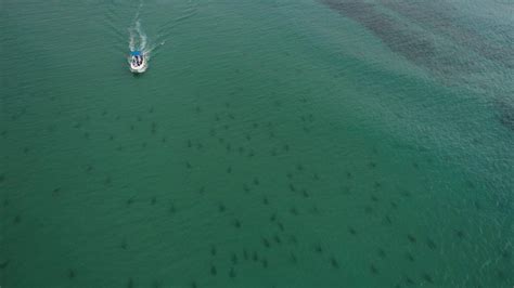 VIDEO: Shark migration caught on camera