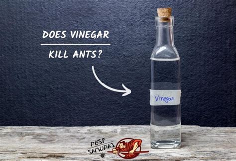 Does Vinegar Kill Ants? | Effective Ant Control Guide - Pest Samurai