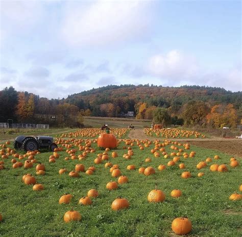 Pumpkin Picking at Hanson's Farm [09/05/24]