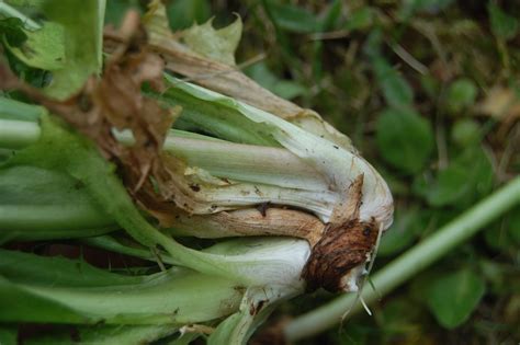 Taraxacum laticordatum – Botanical Society of Britain & Ireland