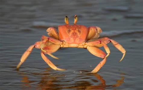 Swimming Crabs Types Crab ~ planetanimalzone