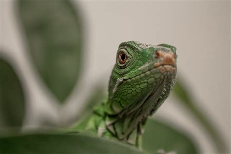 Green Lizard · Free Stock Photo