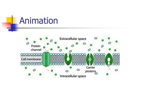 Cell Membrane Plasma Membrane Phospholipid Bilayer Semipermeable Membrane Ch ppt download