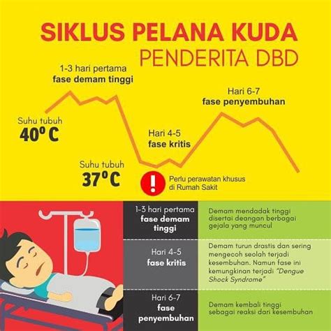 Siklus Pelana Kuda Demam Berdarah - Kesmas-ID.com